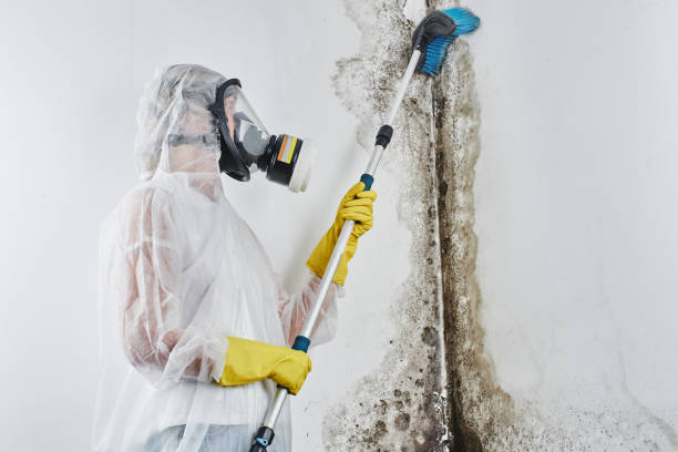 Best Fast Mold Removal  in Burton, MI
