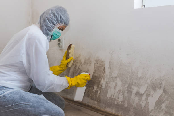 Best Black Mold Removal  in Burton, MI
