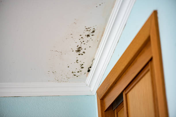 Mold Testing and Removal in Burton, MI