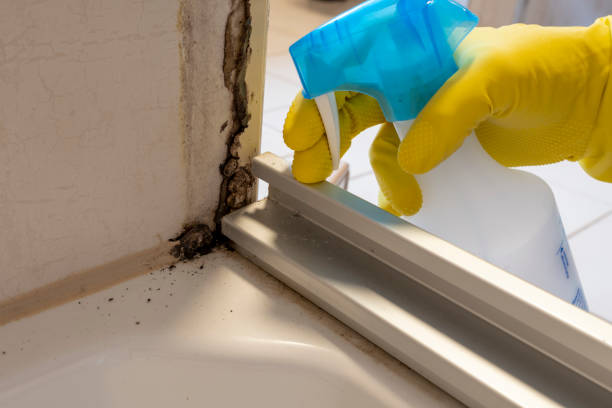 Office Mold Removal Services in Burton, MI