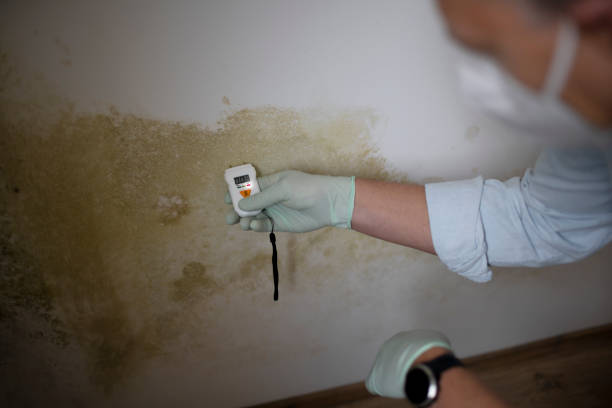 Best Commercial Mold Removal  in Burton, MI