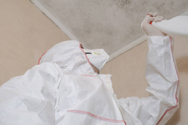Best Mold Removal and Inspection  in Burton, MI