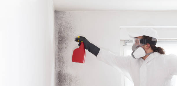 Mold Removal and Inspection in Burton, MI