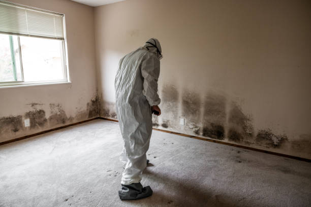Best Office Mold Removal Services  in Burton, MI
