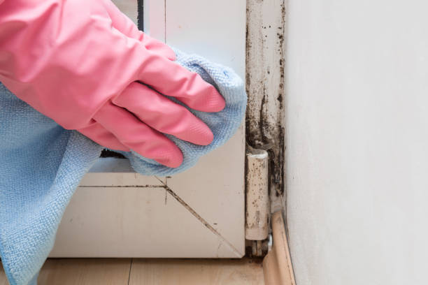 Reliable Burton, MI Mold Removal Solutions