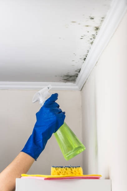 Best Crawl Space Mold Removal  in Burton, MI