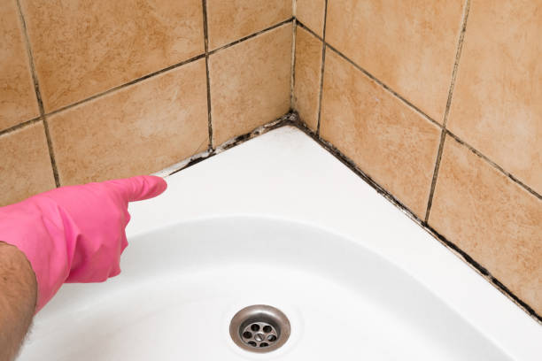 Best Home Mold Removal  in Burton, MI